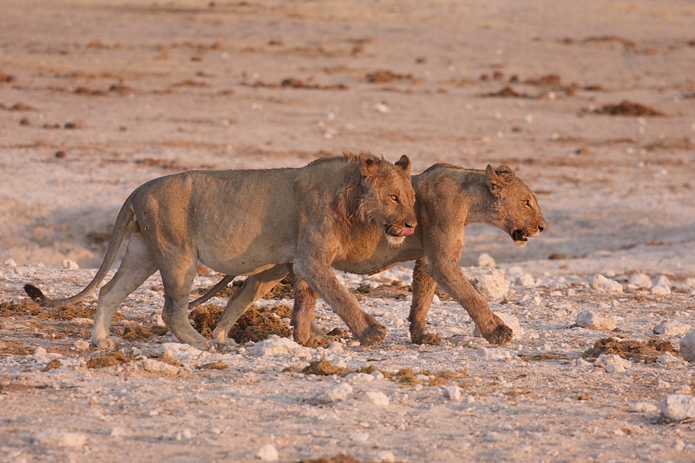 Löwen - Etoscha Namibia