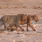 Löwen - Etoscha Namibia