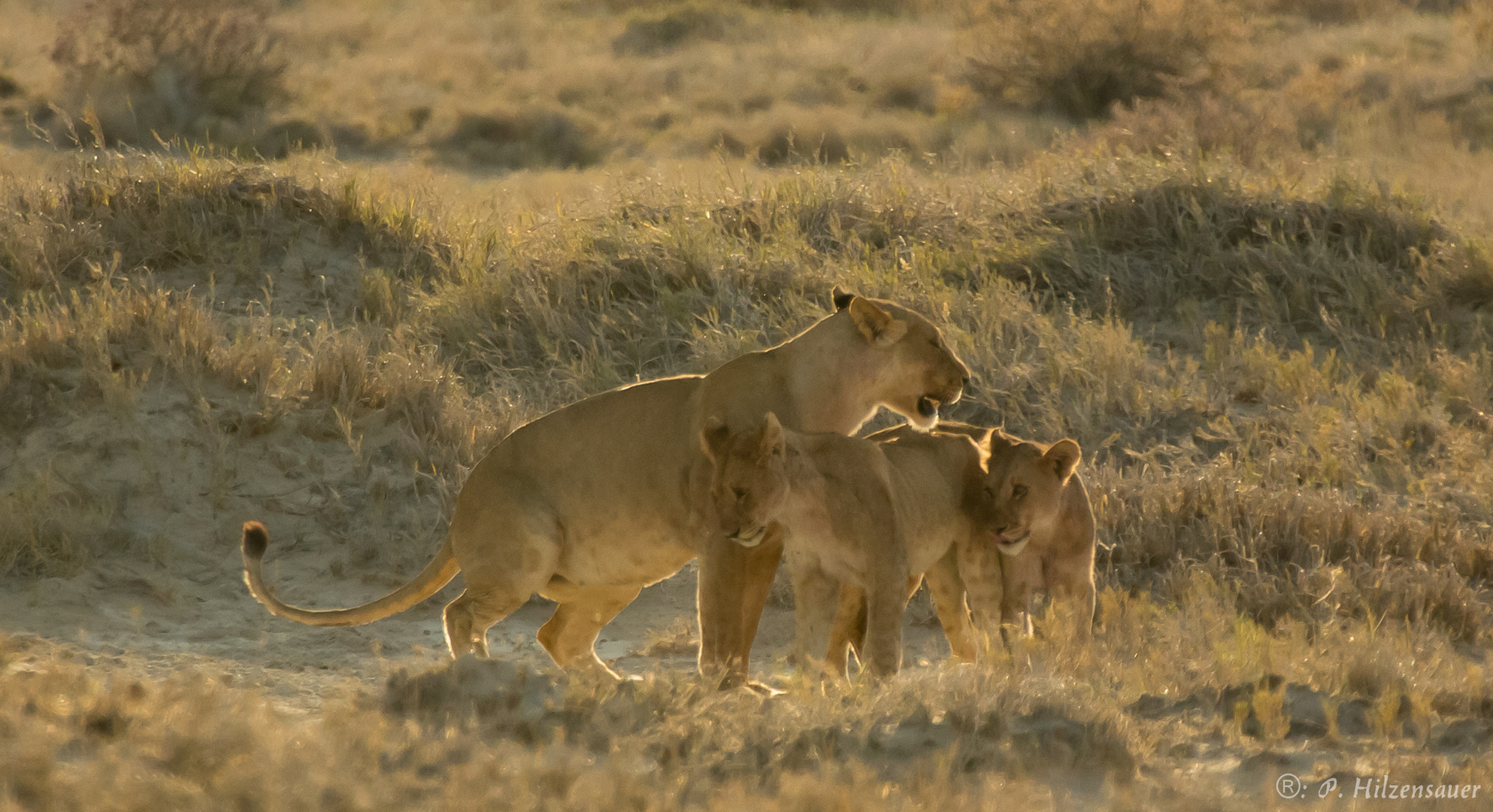 Löwen Familie in der Abendsonne von Etosha