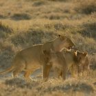 Löwen Familie in der Abendsonne von Etosha