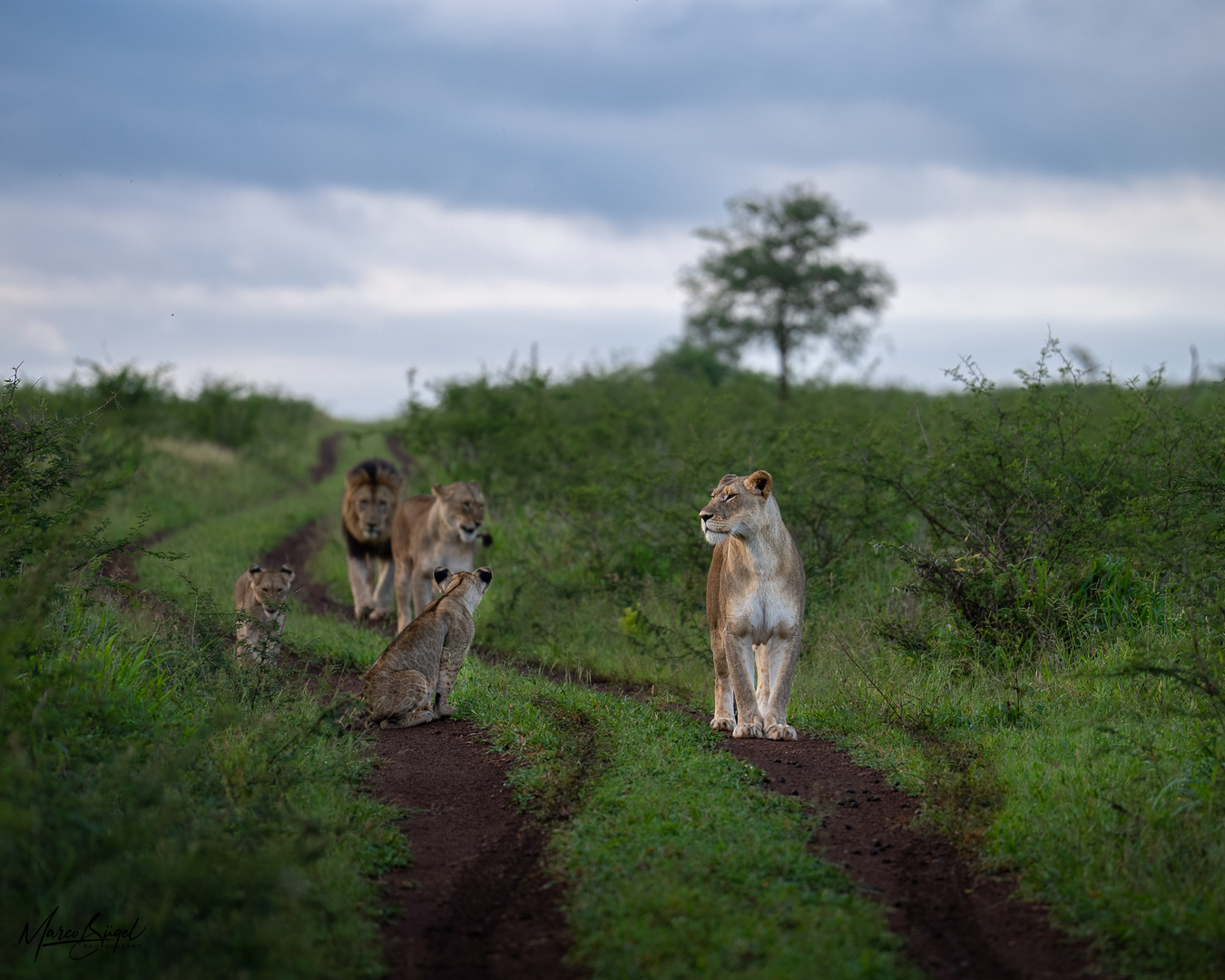 Löwen Family in KwaZulu-Natal 