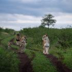 Löwen Family in KwaZulu-Natal 