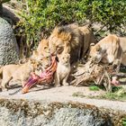 Löwen Fütterung