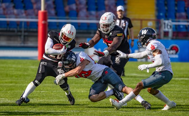 Löwen gegen Wildkatzen