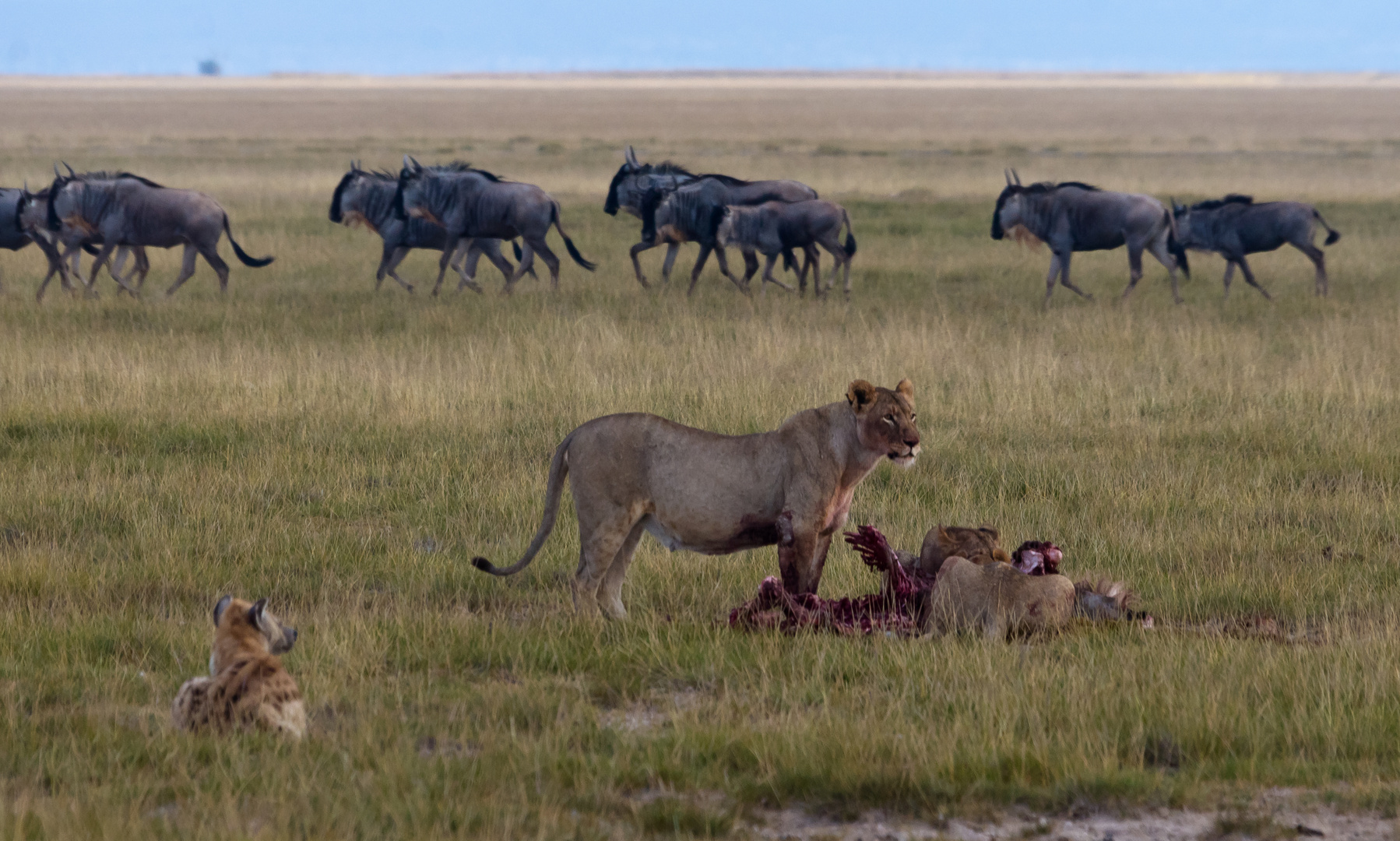 Löwen, Gnus und Hyänen im Amboseli NP