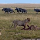 Löwen, Gnus und Hyänen im Amboseli NP