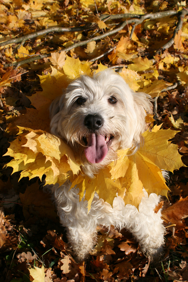 Löwen - Hund :-)