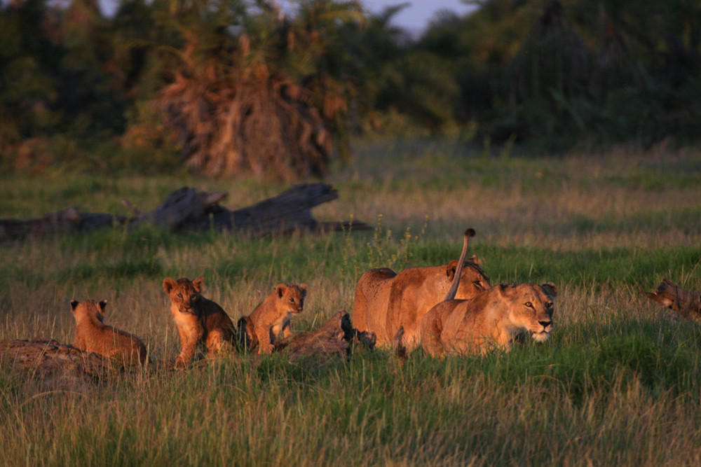 Löwen im Amboseli Nationalpark