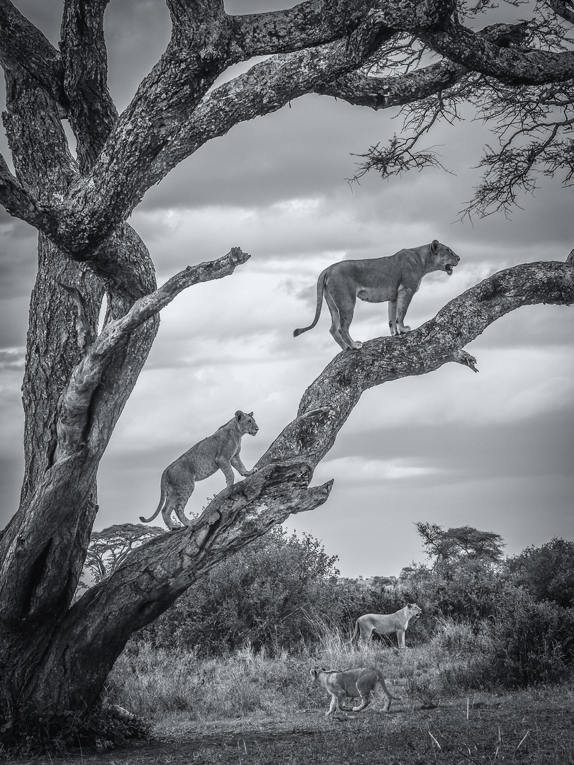 Löwen im Baum