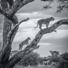 Löwen im Baum
