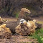 Löwen im Chill mood