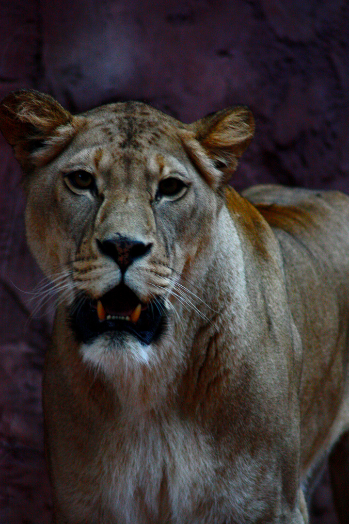 Löwen im Erfurter Zoo