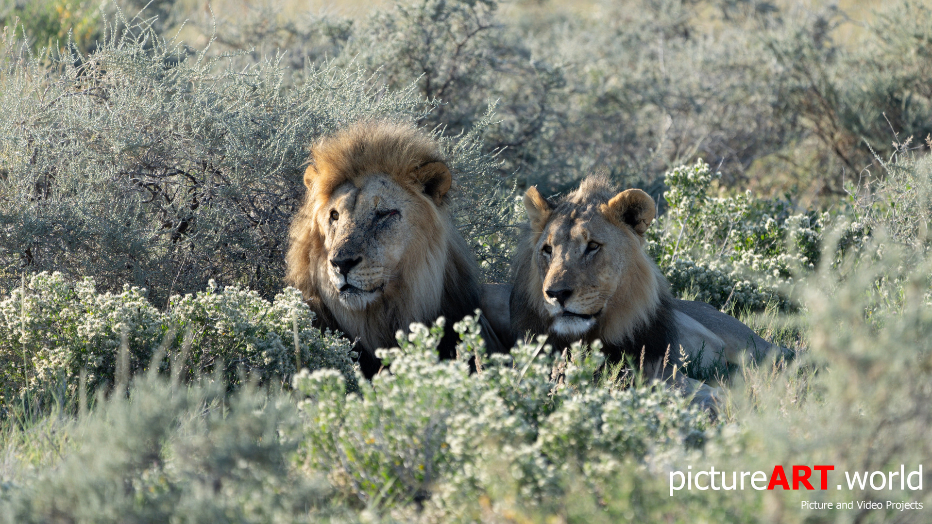 Löwen im Etoscha Nationalpark in Namibia