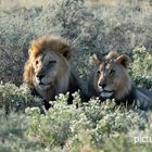 Löwen im Etoscha Nationalpark in Namibia