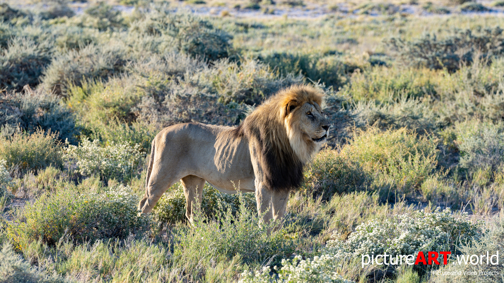 Löwen im Etoscha Nationalpark in Namibia