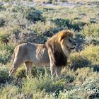 Löwen im Etoscha Nationalpark in Namibia