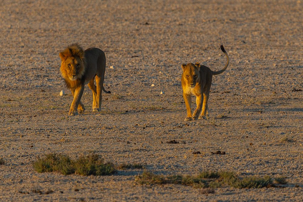 Löwen im Etoscha NP