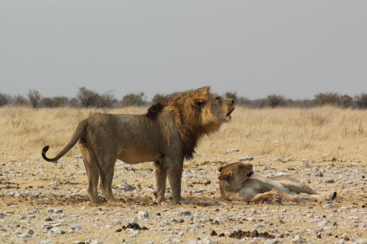 Löwen im Etosha