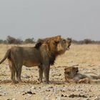 Löwen im Etosha