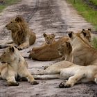 Löwen im Katavi Nationalpark, Tansania 