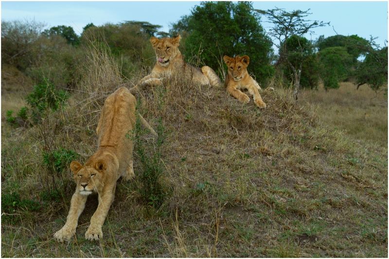 Löwen im Masai Mara Game Reserve_Kenya