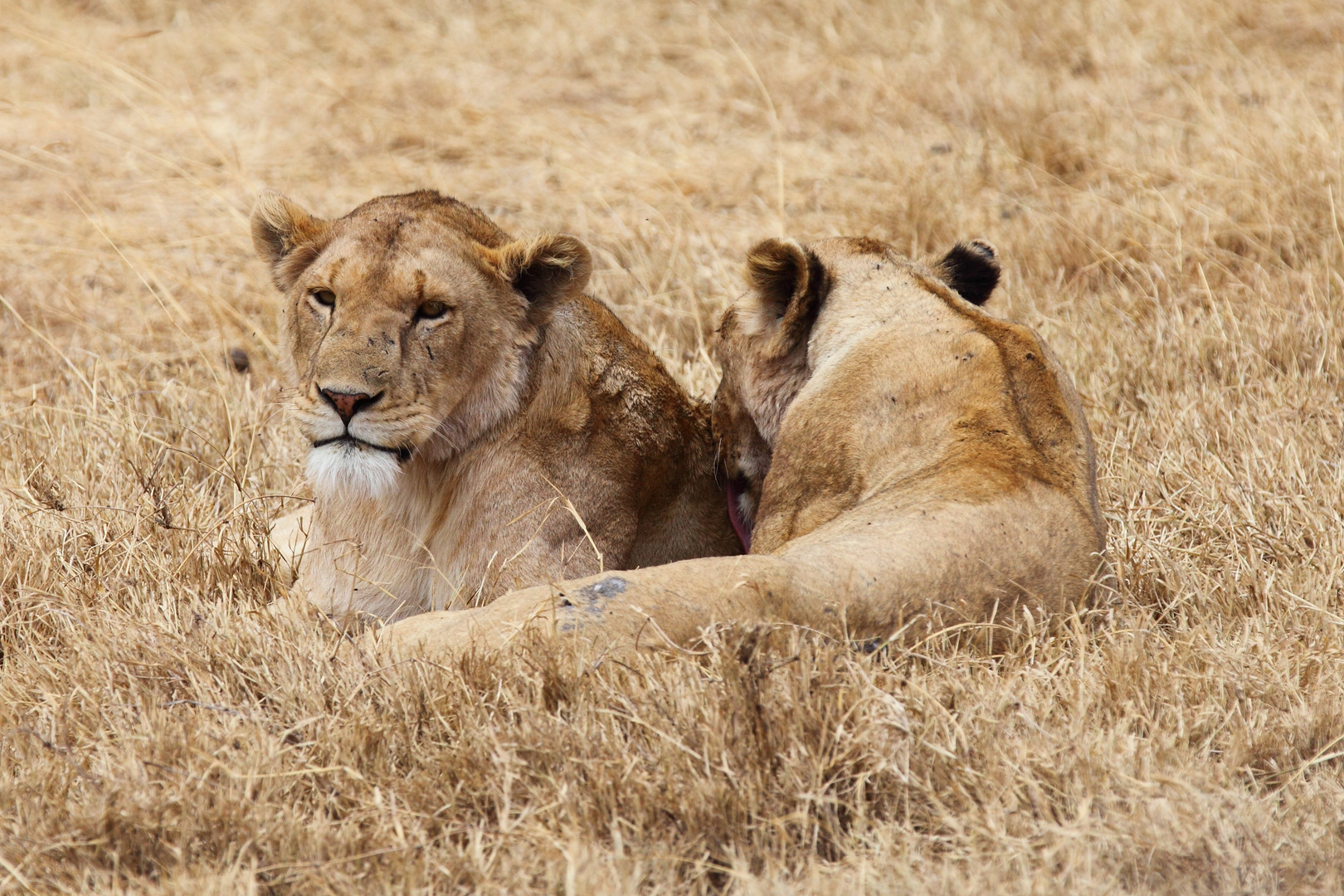 Löwen im Ngorongoro Krater/Tansania