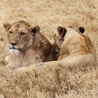 Löwen im Ngorongoro Krater/Tansania