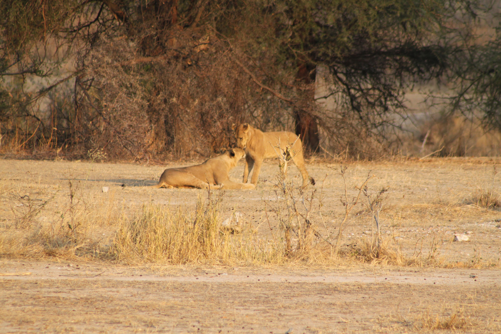 Löwen im Ruaha-Nationalpark/Tanzania