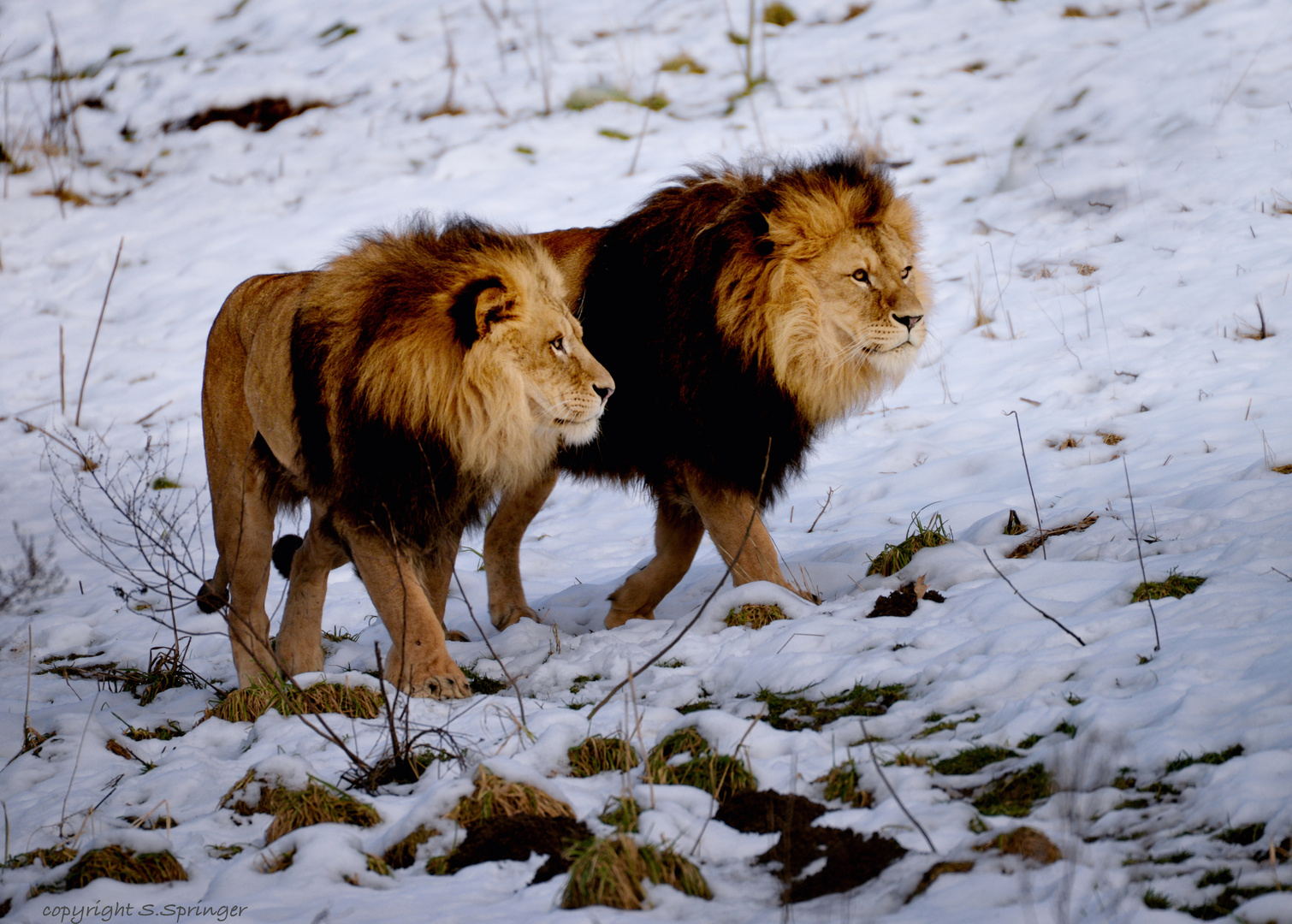 Lowen Im Schnee Foto Bild Tiere Zoo Wildpark Falknerei Saugetiere Bilder Auf Fotocommunity