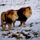 Löwen im Schnee......