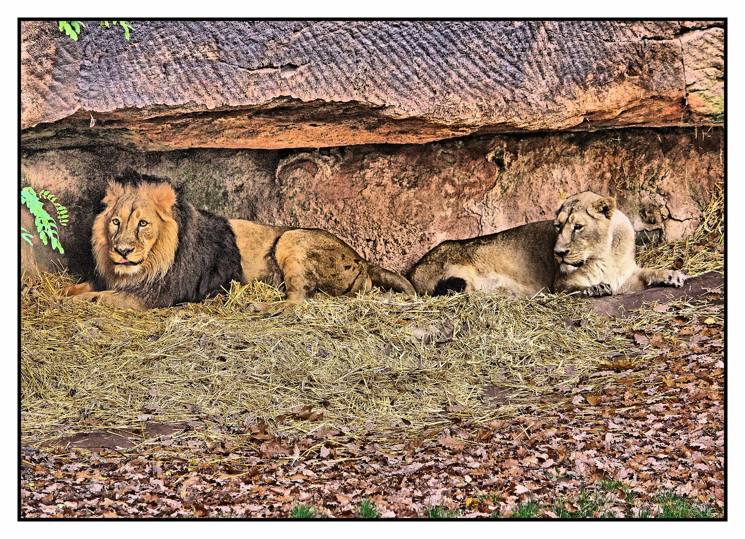 Löwen im Schutz der Felsen