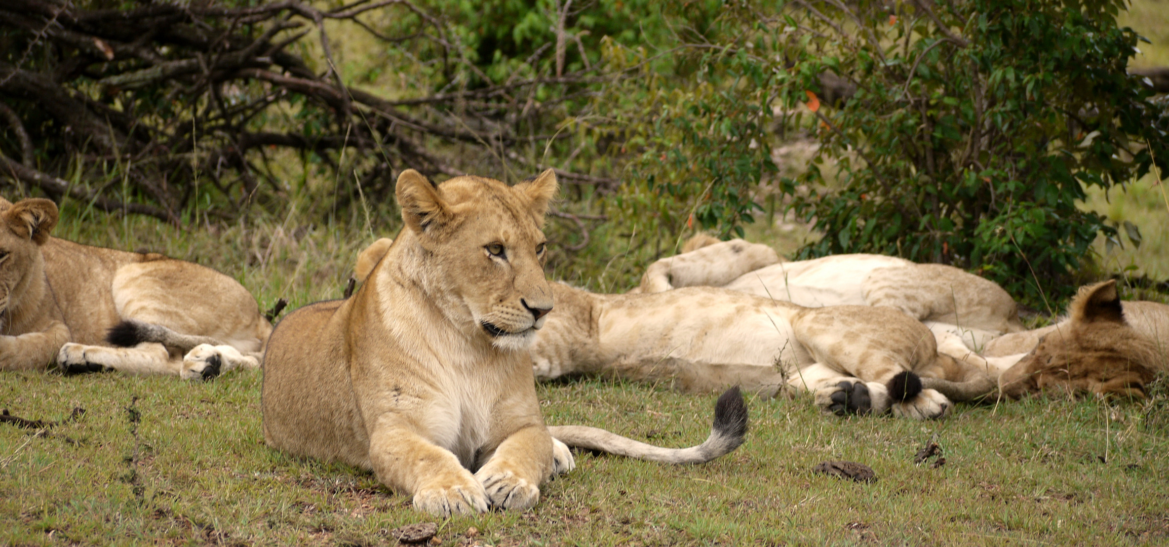Löwen im Schutzgebiet, Masai Mara