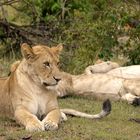 Löwen im Schutzgebiet, Masai Mara