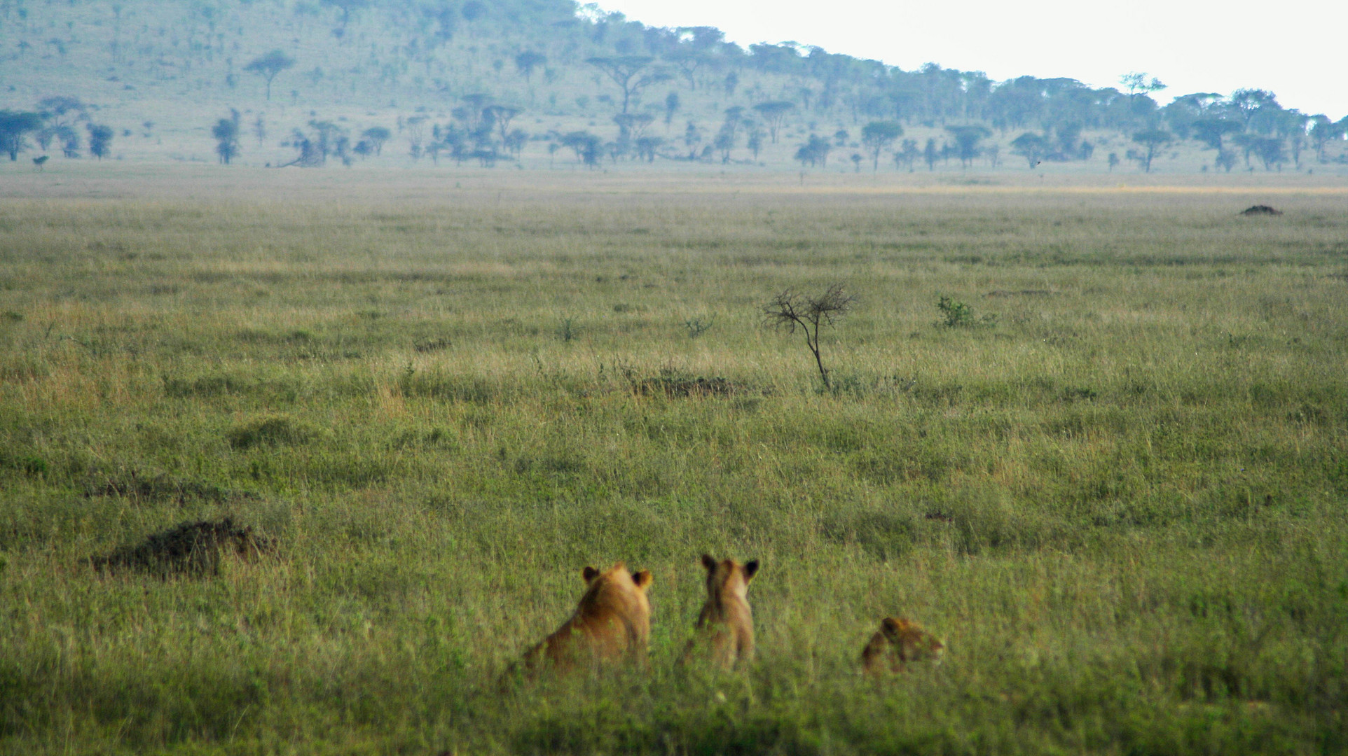 Löwen im Serengeti Nationalpark I