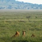 Löwen im Serengeti Nationalpark I