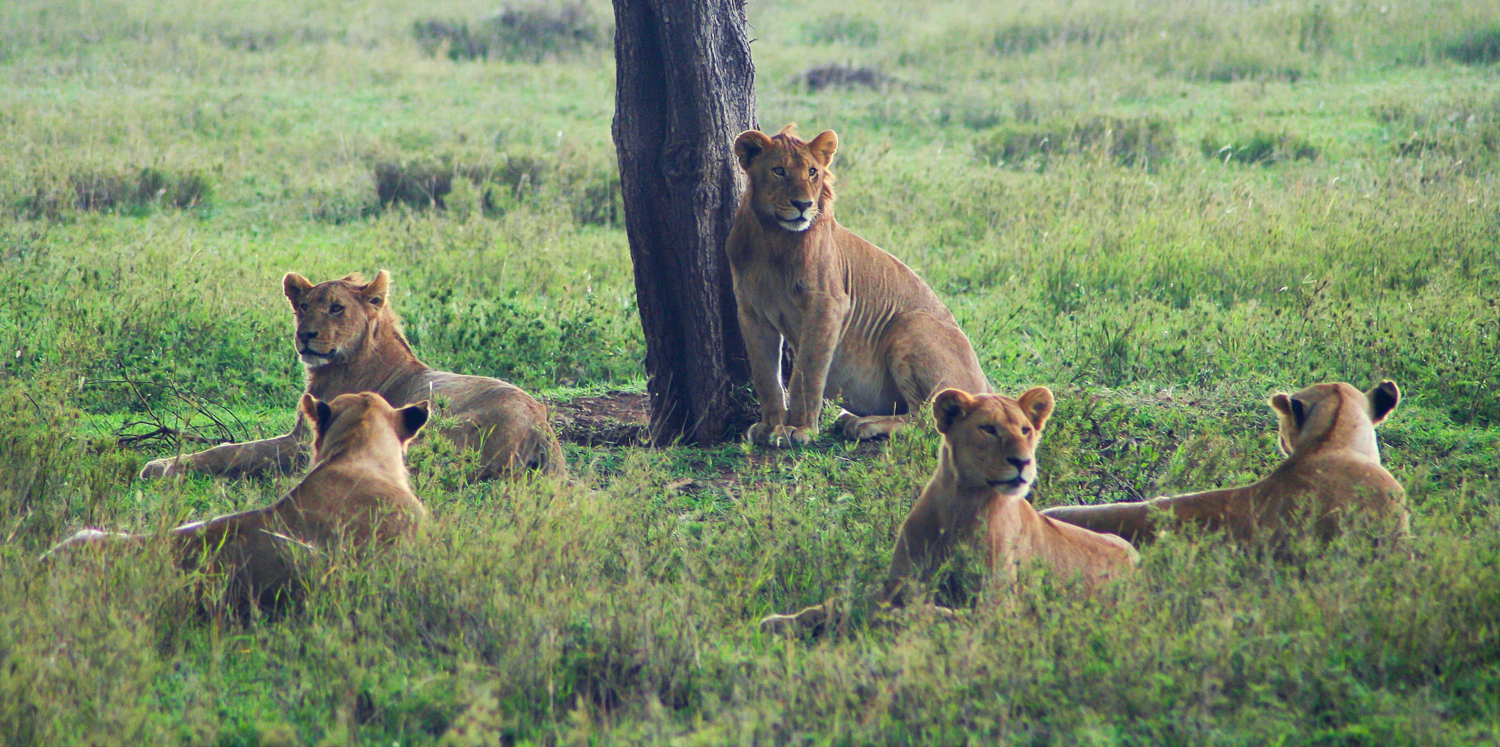 Löwen im Serengeti Nationalpark II