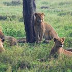 Löwen im Serengeti Nationalpark II