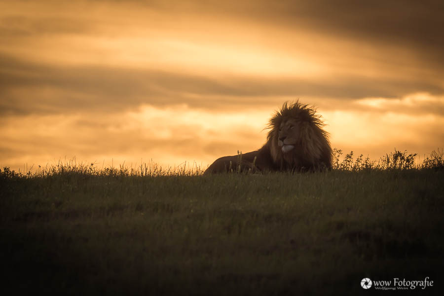 Löwen im Sonnenuntergang