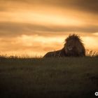 Löwen im Sonnenuntergang