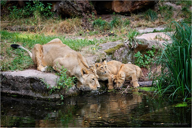 Löwen im Tiergarten