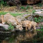 Löwen im Tiergarten