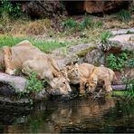 Löwen im Tiergarten