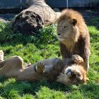 Löwen im Tierpark Hellabrunn