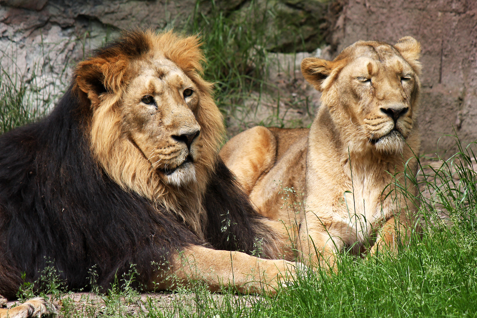 Löwen im Tierpark Nürnberg