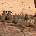 Löwen im Tsavo-East NP 1