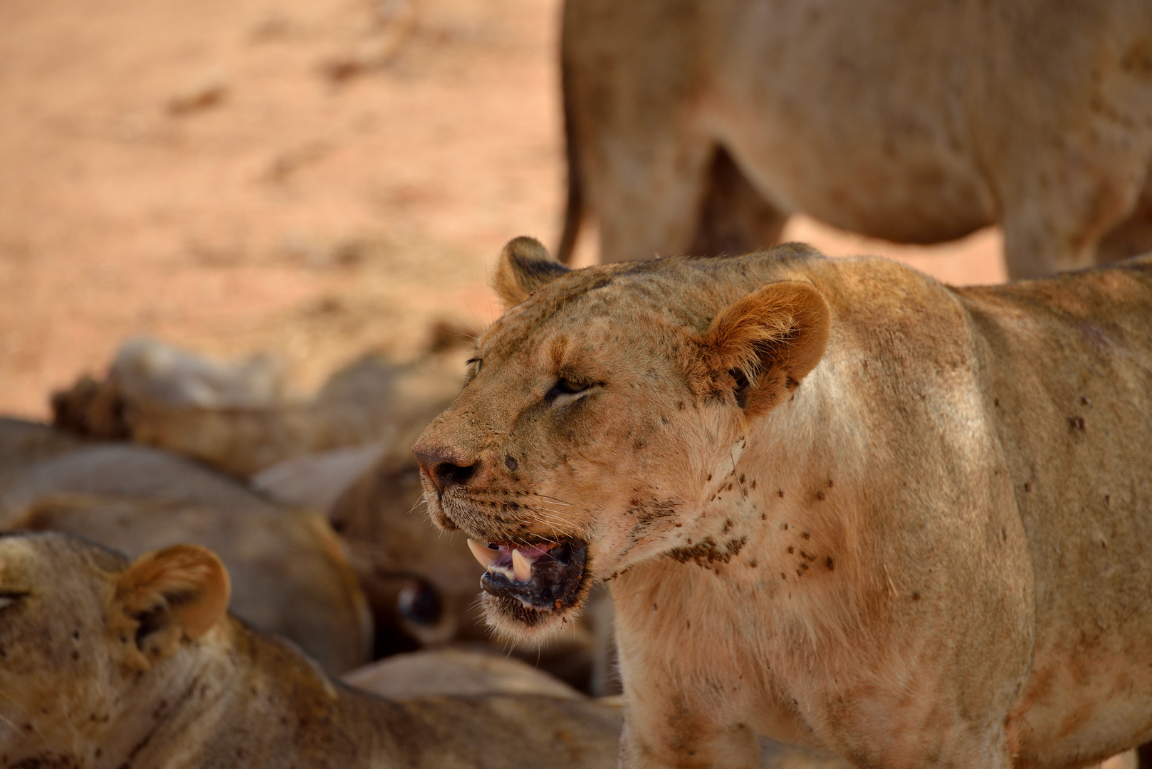 Löwen im Tsavo-East NP 10