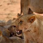 Löwen im Tsavo-East NP 10