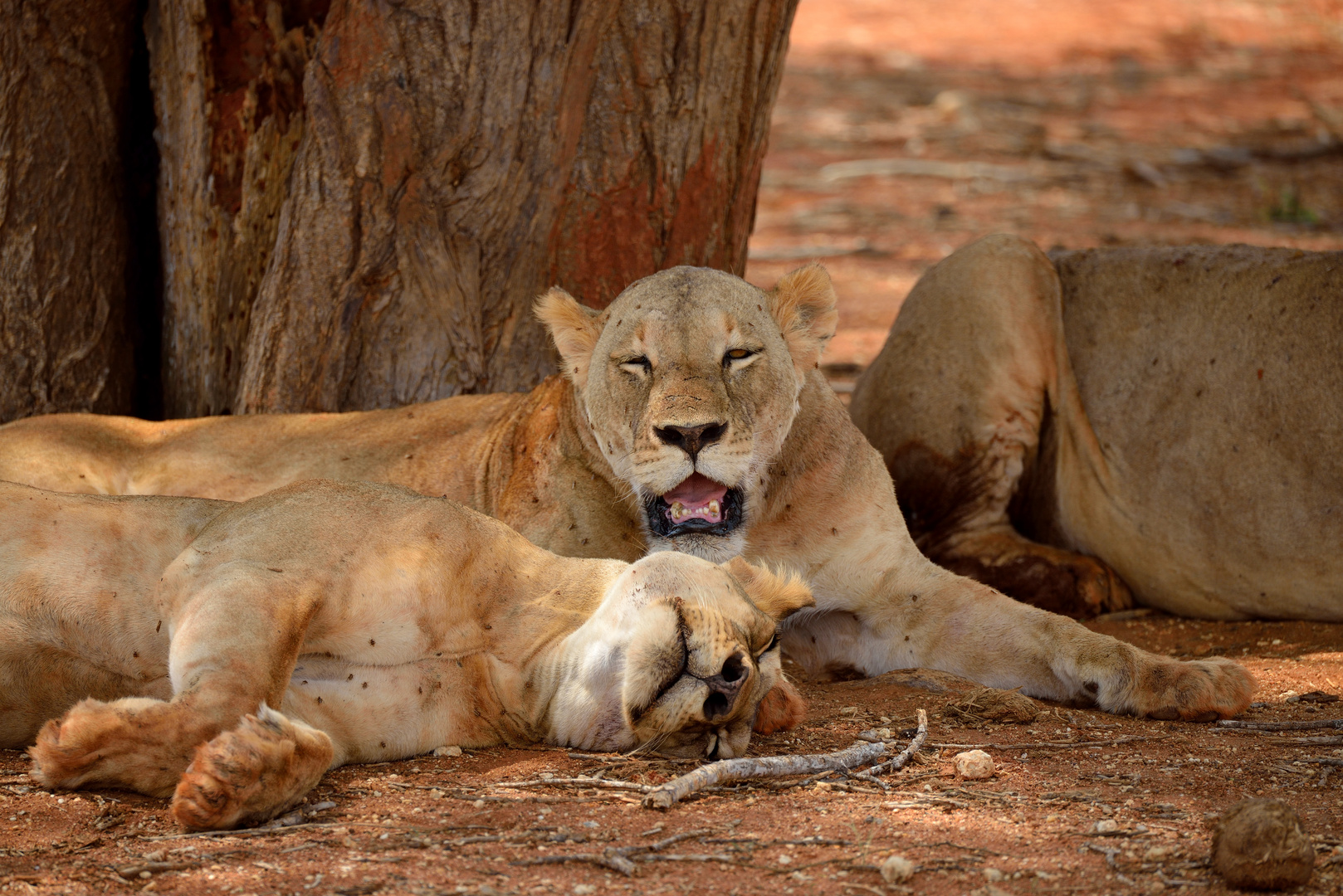 Löwen im Tsavo-East NP 9