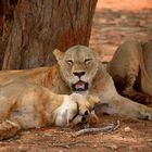 Löwen im Tsavo-East NP 9