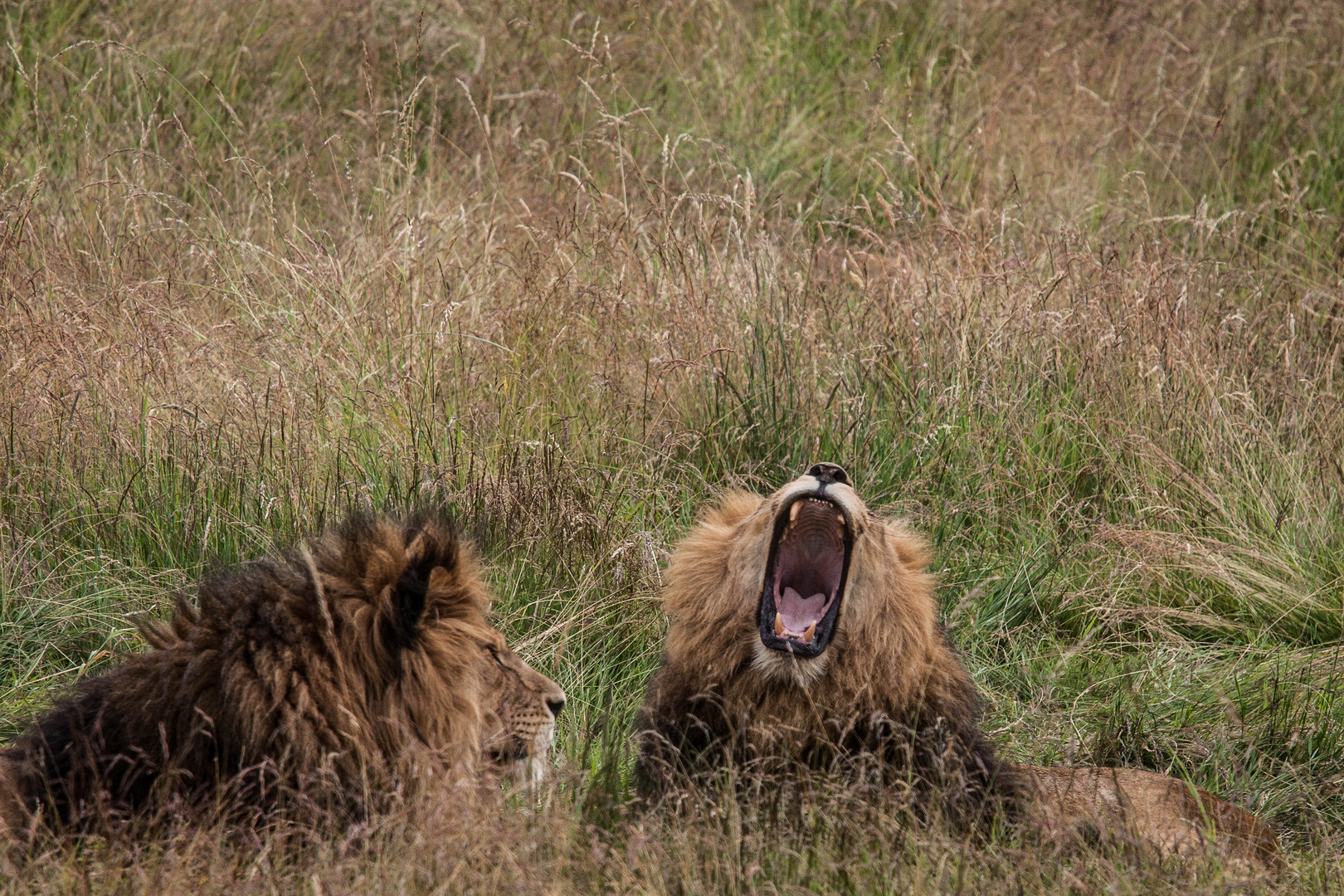 Löwen im Wuppertaler Zoo